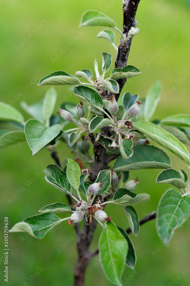 Obraz premium Young apple blossoms peek through lush green leaves