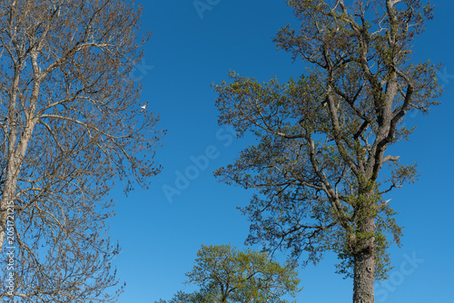 tall deciduous trees against clear blue spring sky