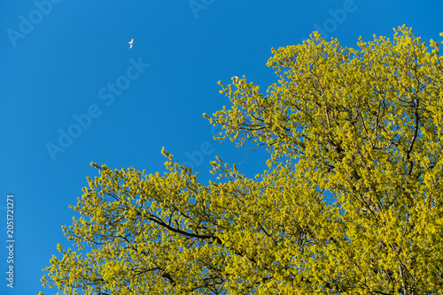 yellow leafy tree against blue spring sky with white birds