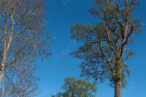 tall deciduous trees against clear blue spring sky