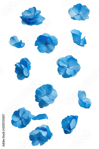 Falling blue hydrangea petals isolated PNG delicate floral overlay
