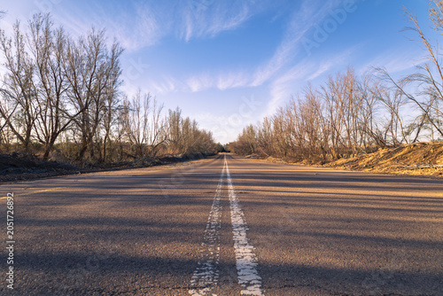 Low angle perspective of a straight asphalt road lined with bare trees under a blue sky