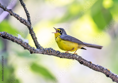 Male Canada Warbler singing on a branch in Spring