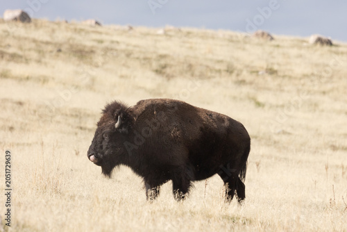 Εκτύπωση καμβά An American Bison sticks its long tongue into its nostril cleaning dirt and grass bits out while standing in a field of dry brown grass on Antelope Island Utah USA