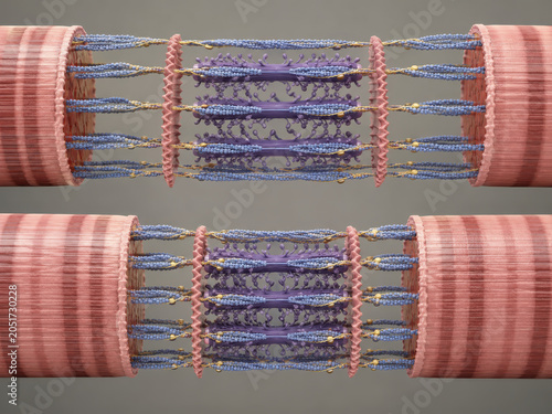 Fotografía Sliding Filament Muscle Contraction