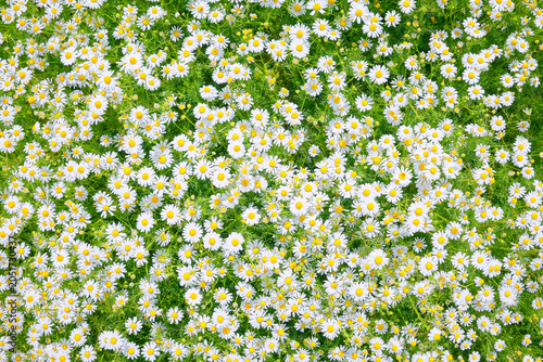 Top view of a dense group of blooming daisies with white petals and yellow centers growing in green foliage. Overhead shot in a natural outdoor environment. Natural daylight. 