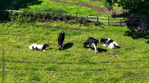 Aerial footage of Holstein Friesian cows resting and grazing in a green pasture near Acomb York North Yorkshire showing dairy livestock farming and traditional agricultural land use in the countryside