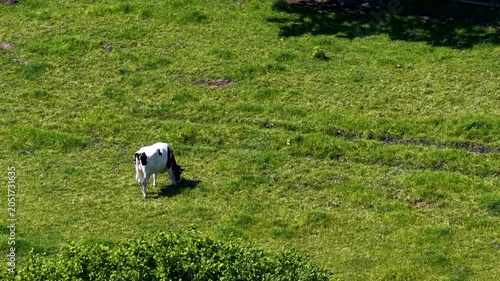 Aerial view footage of a grazing Holstein Friesian cow in a green pasture near Acomb York North Yorkshire showing traditional livestock farming and agricultural land use within the rural countryside