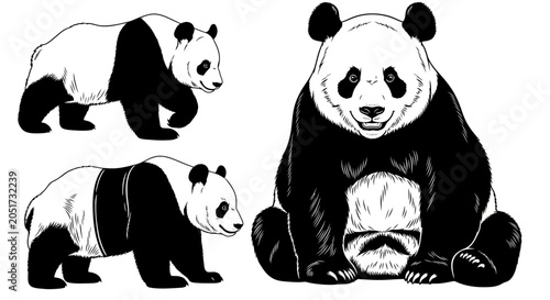 Foto Panda bear illustrations, black and white vector pandas, cute animal designs, se