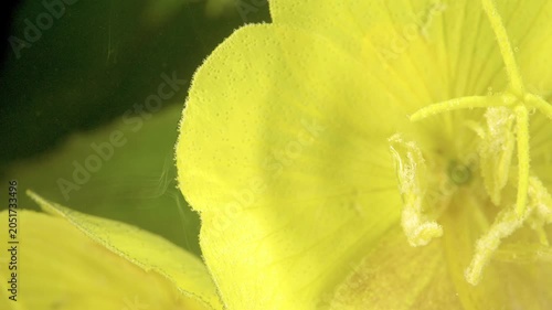 Bright yellow blossom fills the frame with delicate petals, visible stamens, and a softly blurred green background. A second out-of-focus bloom adds depth