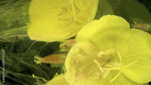Bright yellow flower blossoms fill the frame in a detailed close-up, showing delicate petals and stamens against a softly blurred green outdoor background