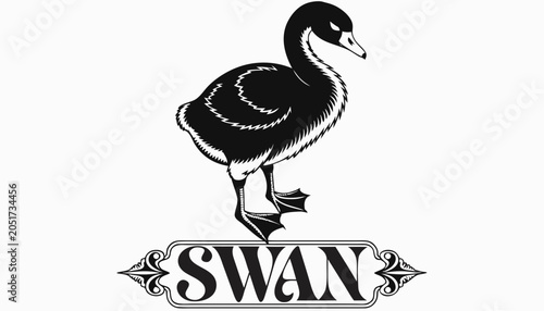 Cuadro en lienzo Very beautiful black-and-white engraved vector illustration featuring a graceful Swan chick with soft plumage and a decorative engraved label reading SWAN, isolated on white background