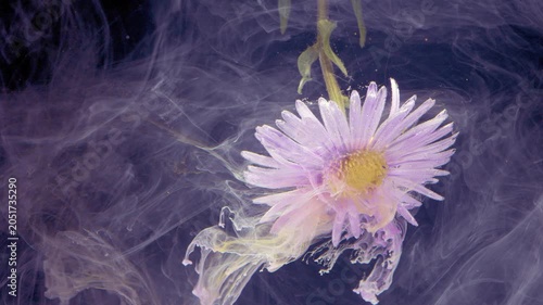 A delicate purple daisy-like flower is isolated against a dark background, with soft swirling smoke or mist creating a moody abstract glow and gentle sense