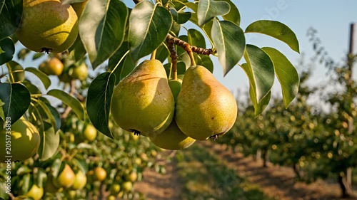 Ripe yellow pears hanging in sunlit summer orchard.