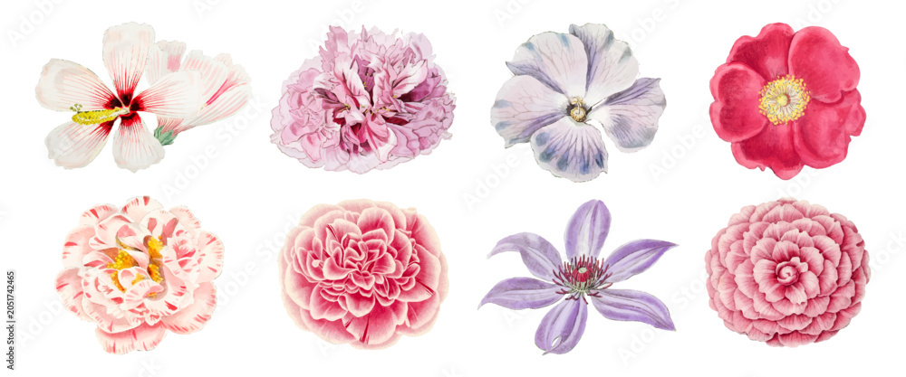 Obraz premium Vector set of delicate pink and white watercolor flowers isolated on white