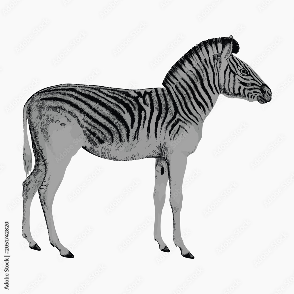 Fototapeta premium Vintage zebra animal, illustration isolated on white, vector.