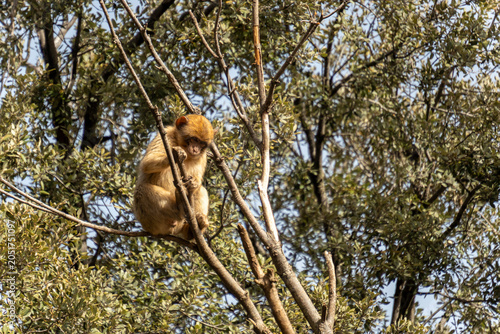 Canvas Print wild monkeys in the forest of Morocco