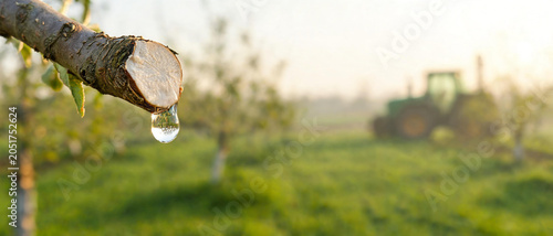 Clear drop of sap or water dripping from a pruned branch of a fruit tree in a spring orchard with a tractor.