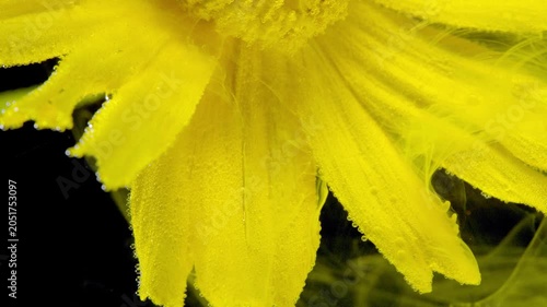 Extreme close-up of a cluster of yellow flower petals covered in tiny water droplets. The image shows fine vein texture on the petals, shallow depth of field