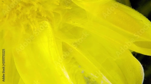 Macro view of a bright yellow flower showing overlapping translucent petals with visible veins and dewdrop highlights. The clustered petals fill the left