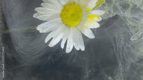 Close-up of a single white daisy with a yellow center floating near the upper-left of a dark, textured backdrop. Petals show water droplets and slight damage