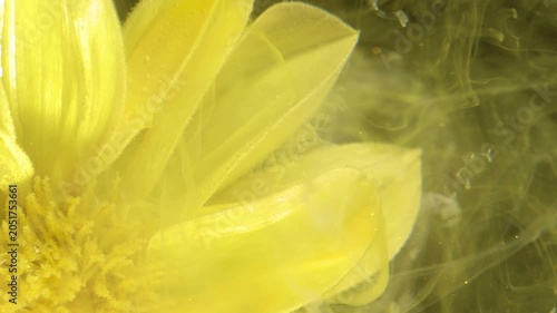 Macro view of the left side of a single yellow flower filling the foreground, angled slightly toward the camera. Visible textured petal veins, pollen granules