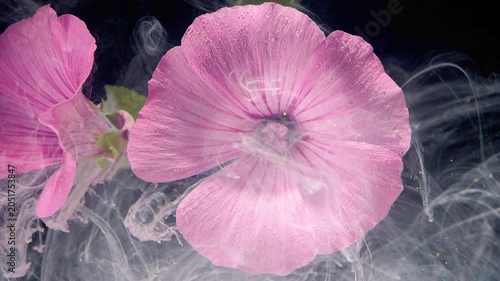 Macro view of a large pink hollyhock blossom slightly right of center against a deep dark background, accompanied by a secondary bloom to the left. Delicate