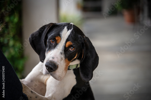 portrait of tri color hound standing with person