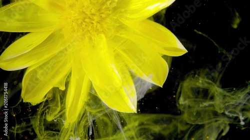 Bright yellow chrysanthemum-like flower partially submerged in dark liquid with swirling yellow and green ink plumes and tiny suspended