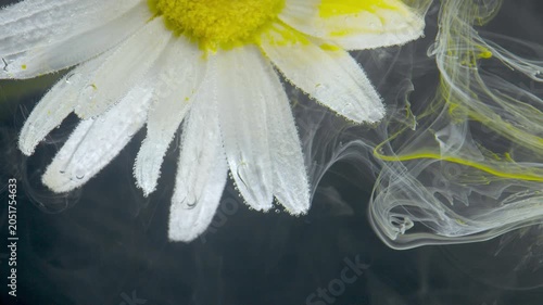 Macro view of a cluster of white daisy petals in the upper left of the frame, covered in glistening water droplets. Translucent pale yellow and white swirl