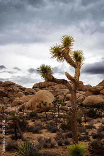 Joshua tree in Joshua Tree National Park in Southern California