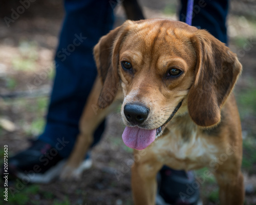 close up of dog outside on leash with person