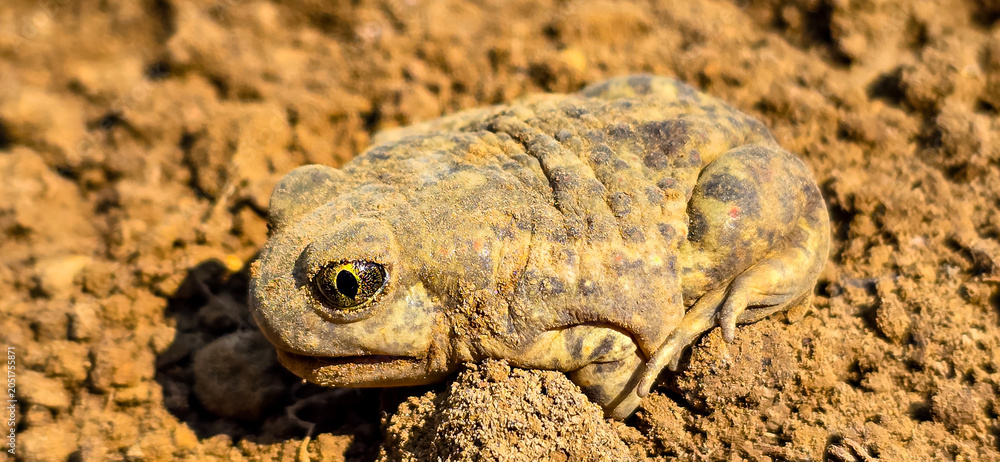 Obraz premium mexican frog