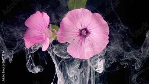 Two pink hollyhock flowers float near the center-right of a black studio background, one facing forward showing radial petal veins and a dark center while a