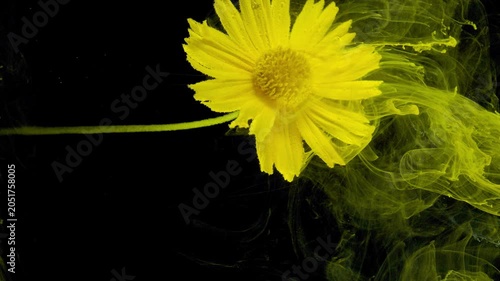 Bright yellow daisy positioned left of center against a deep black background with a thin green stem extending from the left edge. Wispy translucent yellow