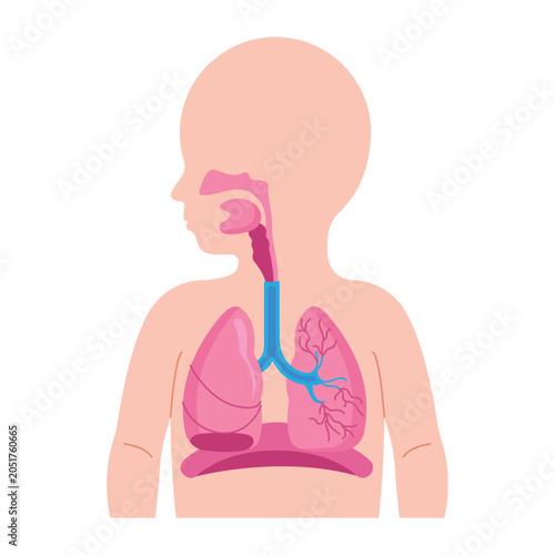 Pediatric respiratory system anatomy child body vector
