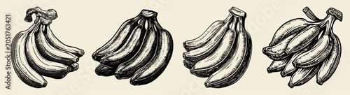 Fotografie A detailed collection of vintage hand-drawn illustrations featuring different banana bunches at various stages of ripeness, perfect for food and botanical design projects