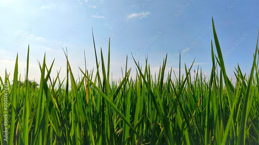 Obraz premium Green rice paddies against a clear blue sky and bright morning sunlight (5)