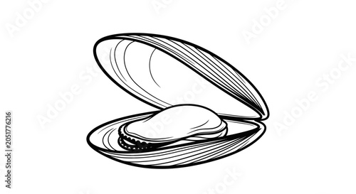 Open mussel shell line art illustration on white background