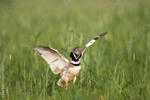 Male Little Bustard Portrait  