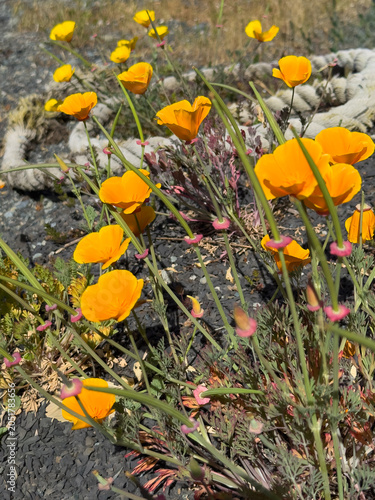 California Poppies growing on the coast