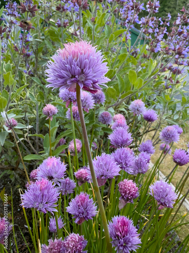 Prettty purple chives in bloom