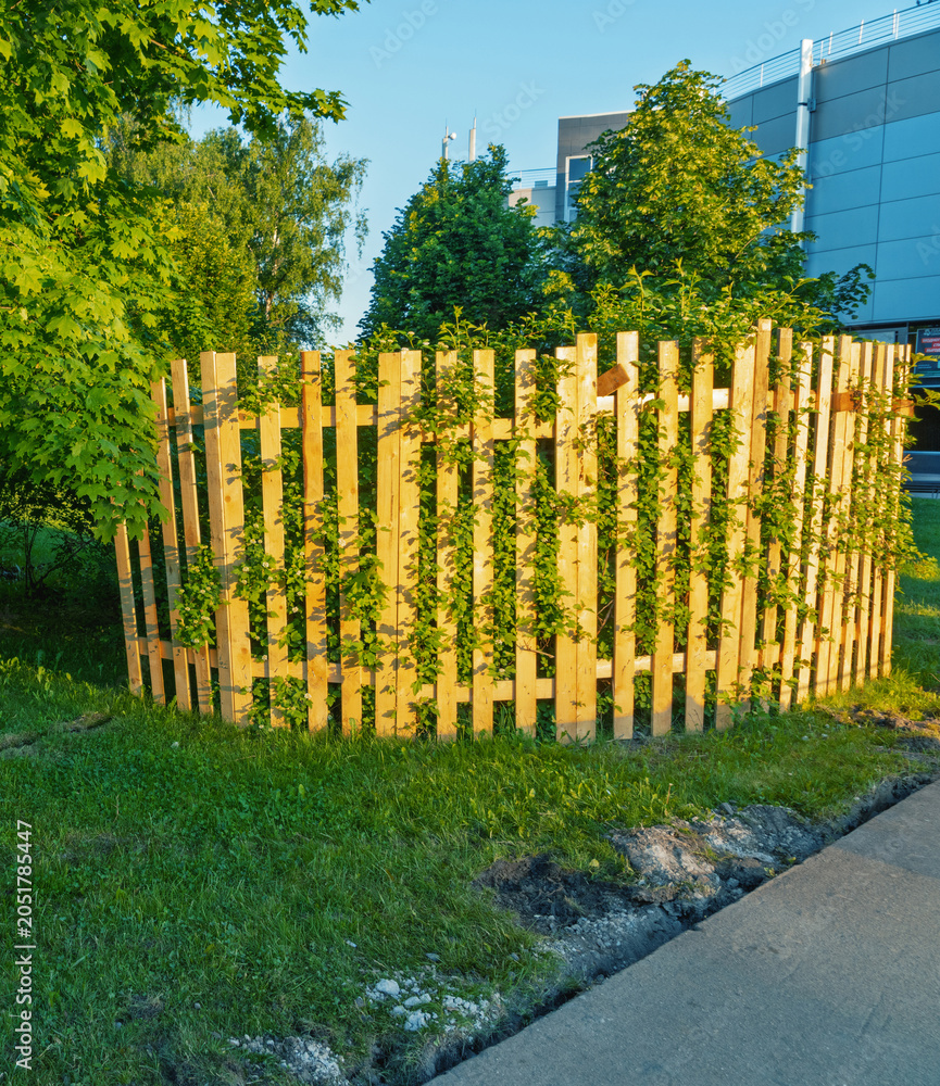 Fototapeta premium Wooden picket enclosure with climbing vines in sunny urban park