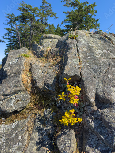Bright yellow flowers growing in a rugged rocky environment along a coastal bluff.