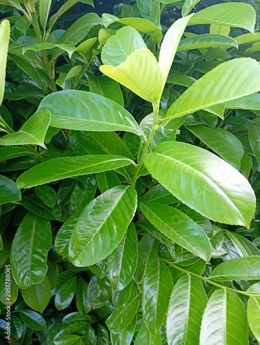 Photos Close-up textured background of vibrant green cherry laurel (Prunus laurocerasus) leaves with a glossy finish