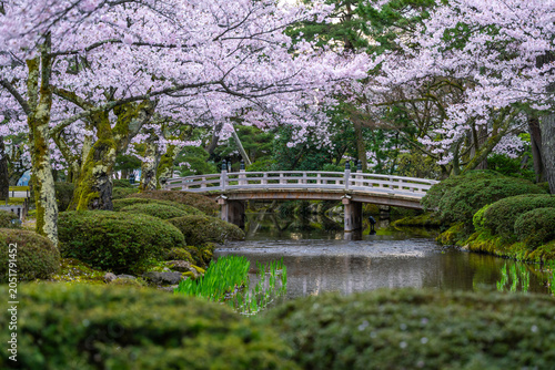 Wooden Bridge And Sakura At Kenrokuen Garden