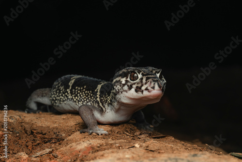 Banded gecko actively exploring its natural environment