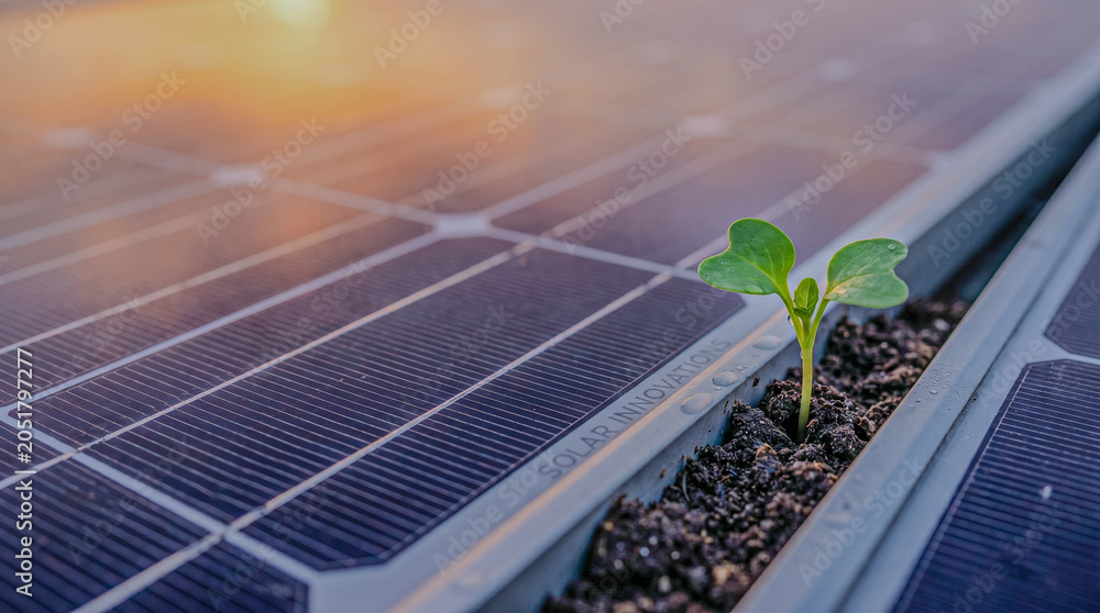 Fototapeta premium Solar panels with green plant sprout growing in soil, renewable clean energy and environmental sustainability concept