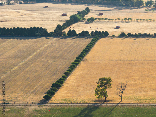 Wind breaks dividing dry farmland into seperate fields