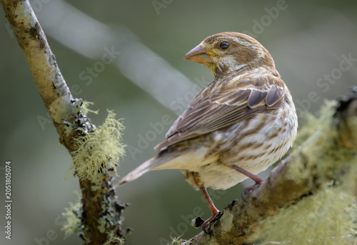 Картината върху платно Female Purple Finch songbird bird perching on tree branch
